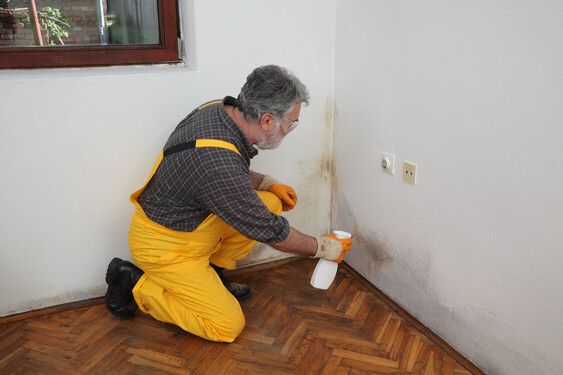 Mold Removal