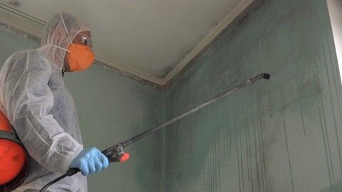 Mold Inspection